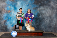 Pembroke Welsh Corgi #5 Fri QQQ