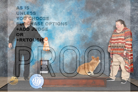 Pembroke Welsh Corgi #5 Fri B4to6 Judge Patricia Seifert__JP_1253_FWKC_2024_HR3