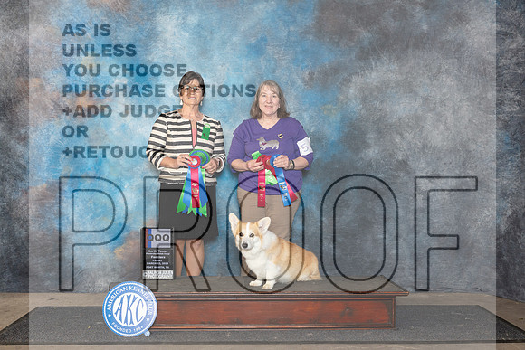 Pembroke Welsh Corgi #5 Fri QQQ__JP_1870_FWKC_2024_HR3