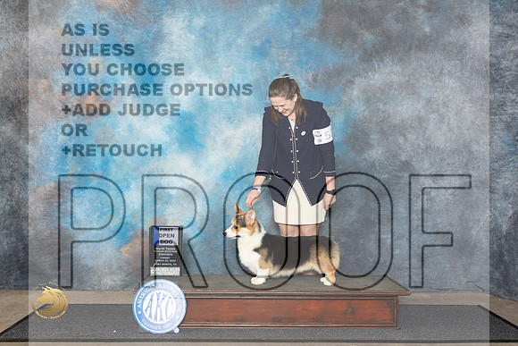 Pembroke Welsh Corgi #53 Fri RWD Judge Patricia Siefert__JP_1298_FWKC_2024_HR3