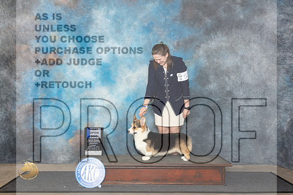 Pembroke Welsh Corgi #53 Fri RWD Judge Patricia Siefert__JP_1299_FWKC_2024_HR3