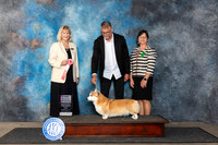 Pembroke Welsh Corgi #72 Fri 4to61 Judge Patricia Seifert