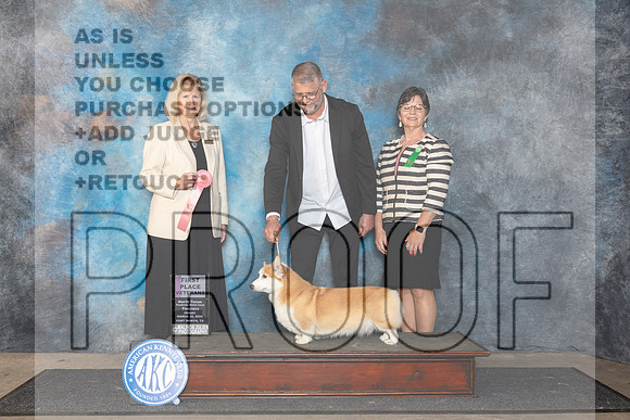 Pembroke Welsh Corgi #72 Fri 4to61 Judge Patricia Seifert__JP_1851_FWKC_2024_HR3