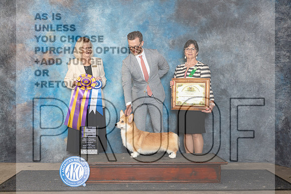 Pembroke Welsh Corgi #7 Fri BISS Judge Patricia Seifert__JP_1888_FWKC_2024_HR3
