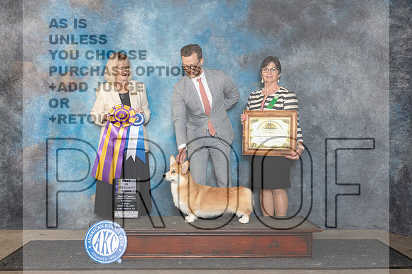 Pembroke Welsh Corgi #7 Fri BISS Judge Patricia Seifert__JP_1889_FWKC_2024_HR3