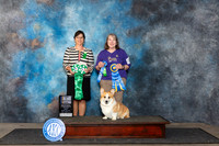 Pembroke Welsh Corgi #82 Fri HIT