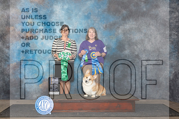 Pembroke Welsh Corgi #82 Fri HIT__JP_1865_FWKC_2024_HR3