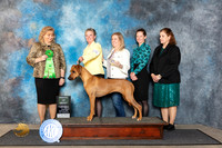 Rhodesian Ridgeback #22 Fri AOM Judge Theresa Lyons