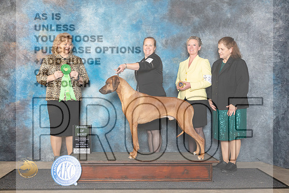 Rhodesian Ridgeback #17 Fri AOM Judge Theresa Lyons__JP_1529_FWKC_2024_HR3
