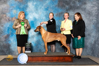 Rhodesian Ridgeback #17 Fri AOM Judge Theresa Lyons