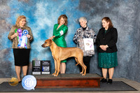 Rhodesian Ridgeback #28 Fri BOW Judge Theresa Lyons
