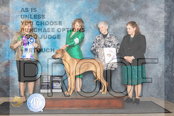 Rhodesian Ridgeback #28 Fri BOW Judge Theresa Lyons__JP_1499_FWKC_2024_HR3