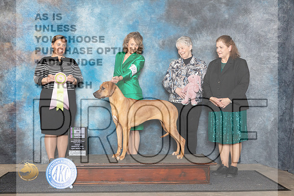 Rhodesian Ridgeback #28 Fri BSweeps Judge Erin Prendergast__JP_1504_FWKC_2024_HR3