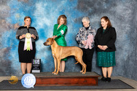 Rhodesian Ridgeback #28 Fri BSweeps Judge Erin Prendergast