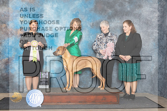 Rhodesian Ridgeback #28 Fri BSweeps Judge Erin Prendergast__JP_1503_FWKC_2024_HR3
