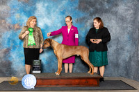 Rhodesian Ridgeback #33 Fri AOM Judge Theresa Lyons