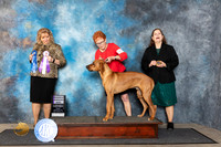 Rhodesian Ridgeback #39 Fri RWD Judge Theresa Lyons