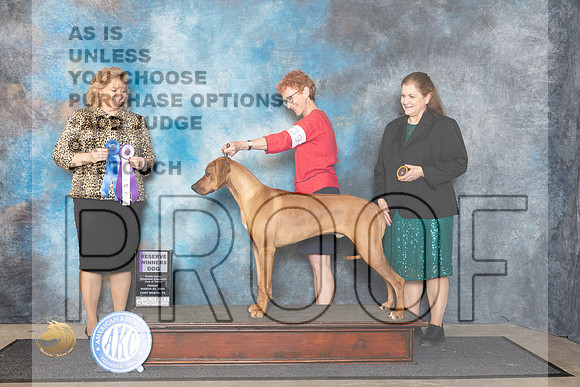 Rhodesian Ridgeback #39 Fri RWD Judge Theresa Lyons__JP_1497_FWKC_2024_HR3