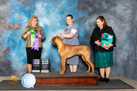 Rhodesian Ridgeback #45 Fri WD Judge Theresa Lyons