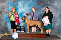 Rhodesian Ridgeback #5 Fri AOMBOS Judge Theresa Lyons