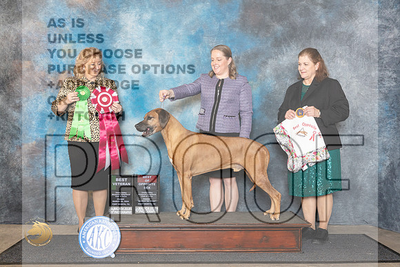 Rhodesian Ridgeback #5 Fri AOMBOS Judge Theresa Lyons__JP_1532_FWKC_2024_HR3