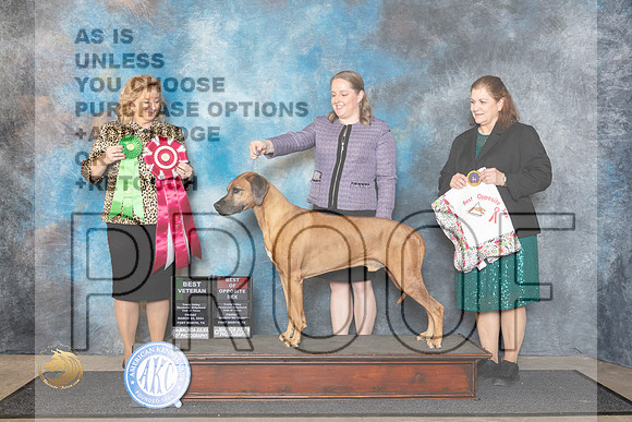 Rhodesian Ridgeback #5 Fri AOMBOS Judge Theresa Lyons__JP_1533_FWKC_2024_HR3