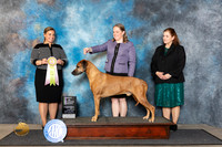 Rhodesian Ridgeback #5 Fri BISweeps Judge Erin Prendergast