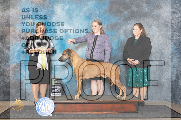 Rhodesian Ridgeback #5 Fri BISweeps Judge Erin Prendergast__JP_1536_FWKC_2024_HR3