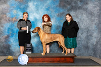 Rhodesian Ridgeback #6 Fri 4 Judge Erin Prendergast