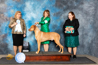 Rhodesian Ridgeback #7 Fri SD Judge Theresa Lyons