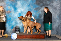 Rhodesian Ridgebacks #? Fri Brace4 Judge Theresa Lyons