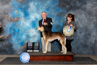 Saluki #21 Fri RWD Judge Lois Ann Snyder