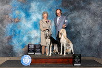 Saluki #26 Fri BISS AOM Judge Lois Ann Snyder