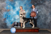 Saluki #26 Fri BISS Judge Lois Ann Snyder