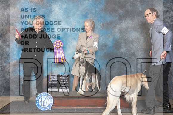 Saluki #26 Fri BISS Judge Lois Ann Snyder__JP_1904_FWKC_2024_HR3