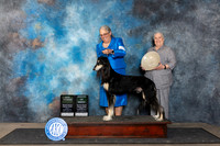 Saluki #5 Fri BVetAOM Judge Lois Ann Snyder