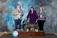 Standard Schnauzer #18 Fri WBBOWM Judge Harold Tatro III