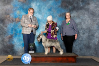 Standard Schnauzer #7 Fri AOM Judge Harold Tatro III