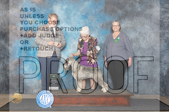 Standard Schnauzer #7 Fri AOM Judge Harold Tatro III__JP_1387_FWKC_2024_HR3