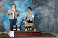 Standard Schnauzer #8 Fri SB Judge Harold Tatro III