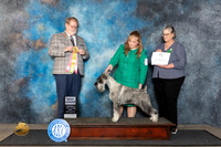 Standard Schnauzer #J505 Fri BJr Judge Harold Tatro III