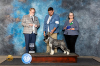 Standard Schnazuer #21 Fri SDM Judge Harold Tatro III