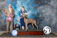 Weimaraner #11 Fri BISS Judge Joe Walton