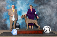 Weimaraner #7 Fri SD Judge Joe Walton