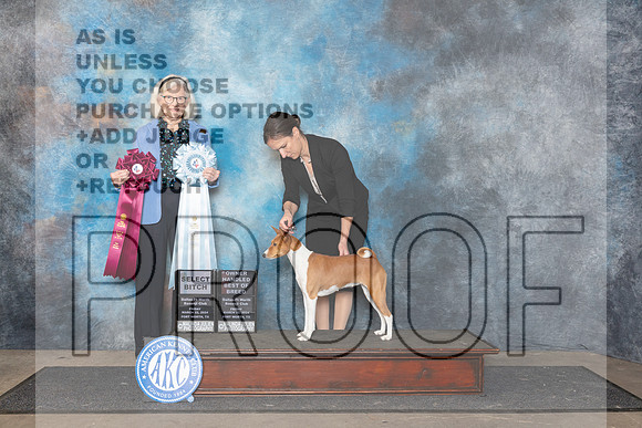Basenji #12 Fri OHBOB Judge Molly Martin__JP_2119_FWKC_2024_HR3