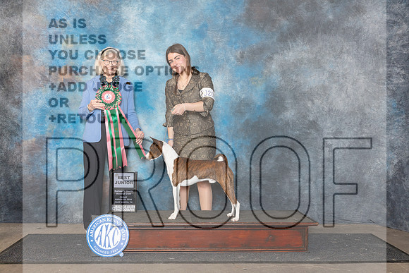 Basenji #J200 Fri Bjr Judge Molly Martin__JP_2110_FWKC_2024_HR3
