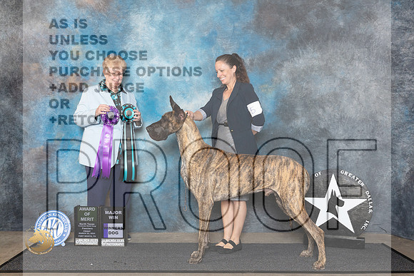 Great Dane #5 Fri WDAOM Judge Mary Lee Williams__JP_1259_FWKC_2024_HR3