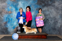 Pembroke Welsh Corgi #22 Fri 4to6 BOS Judge Tammy Floyd