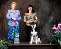 Siberian Husky #106 Sat Beginner Novice New Title Carolyn Doss Judge Alane L Gomez