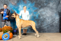 Great Dane #7 Sat G1 Judge Lloyd Graser